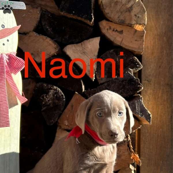 Naomi, Silver Labrador Retriever Puppy